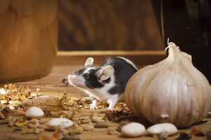 A mouse invading a pantry