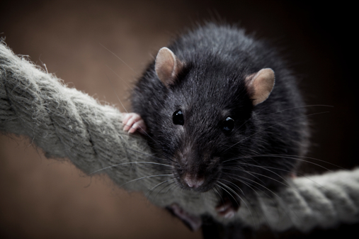 How to Catch a Mouse Without Killing It: 10 Steps (with Pictures)