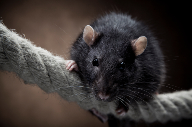 Rats are common winter pests in Las Vegas and Henderson NV - Western Exterminator of Las Vegas