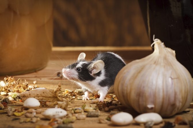 5 Proven Rodent Removal Tips for Homeowners