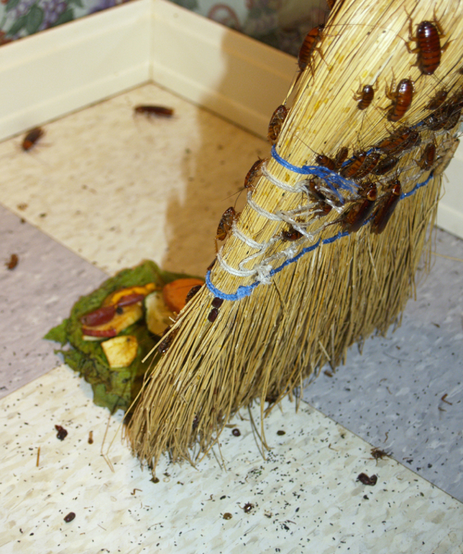 istock_000001216734small_roach broom 2