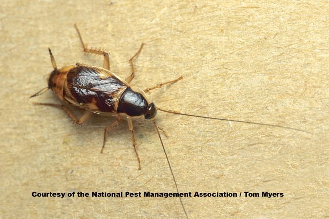 brownbanded cockroach_ female