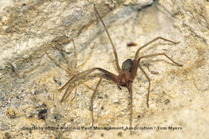 Brown Recluse Spider.jpg (1)