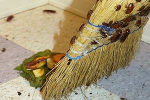 iStock_000001216734Small_roach broom.jpg