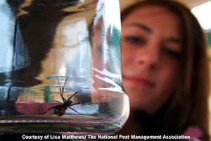 blackwidow.jpg