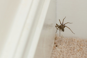 A potentially venomous spider infestation (1)