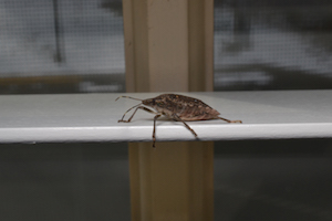 Stink bug on blind 2.jpg