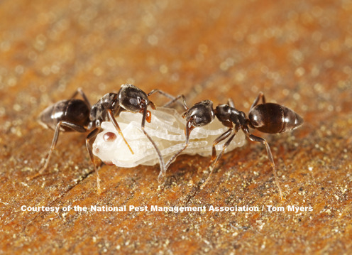 The 3 Best Ant Killers of 2024