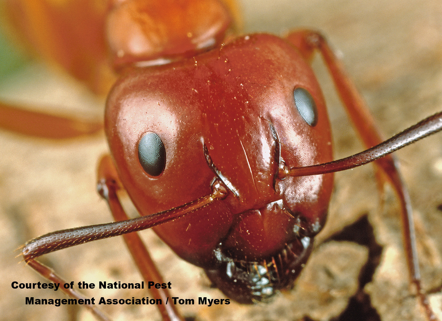Argentine Ants: Argentine Ant Pest Control Information