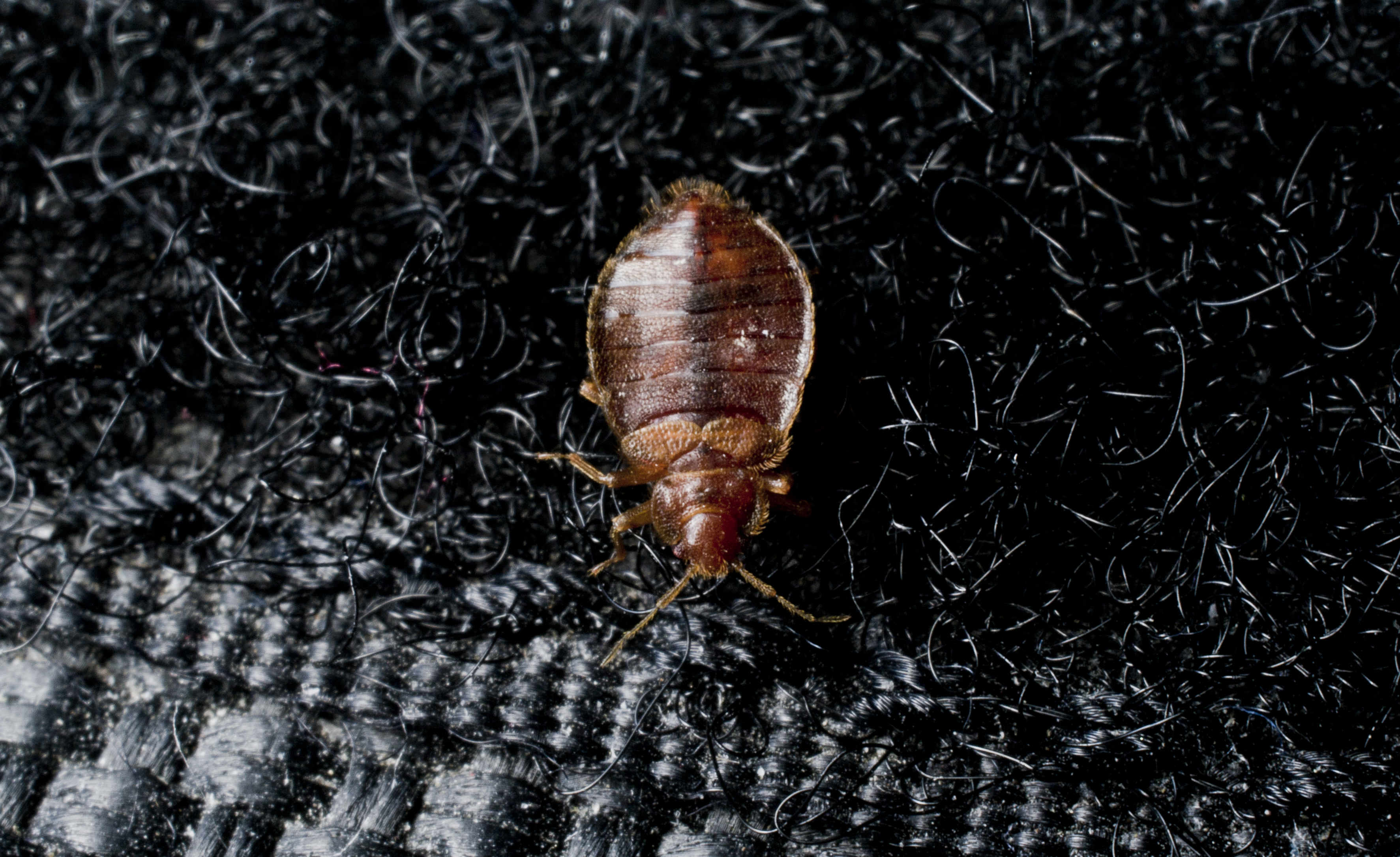 How bug. Клопы.