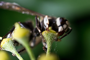 Bald-faced hornet legs and antennae.jpg