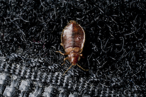 A bed bug crawling on Velcro