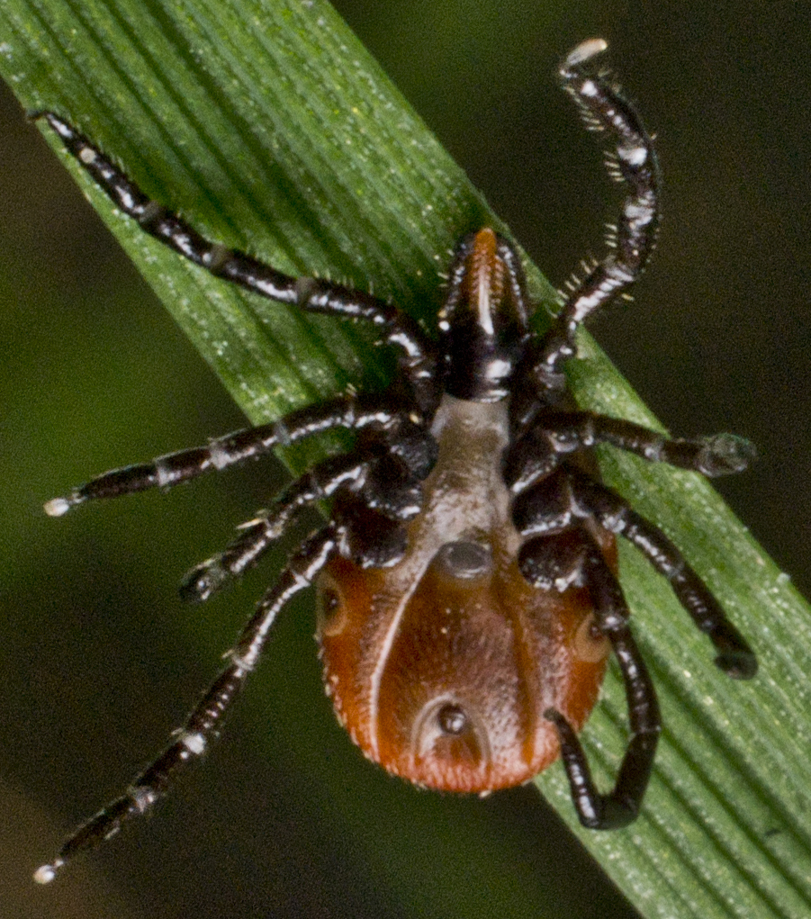 Blacklegged Deer Ticks Removal & Control of Deer Ticks