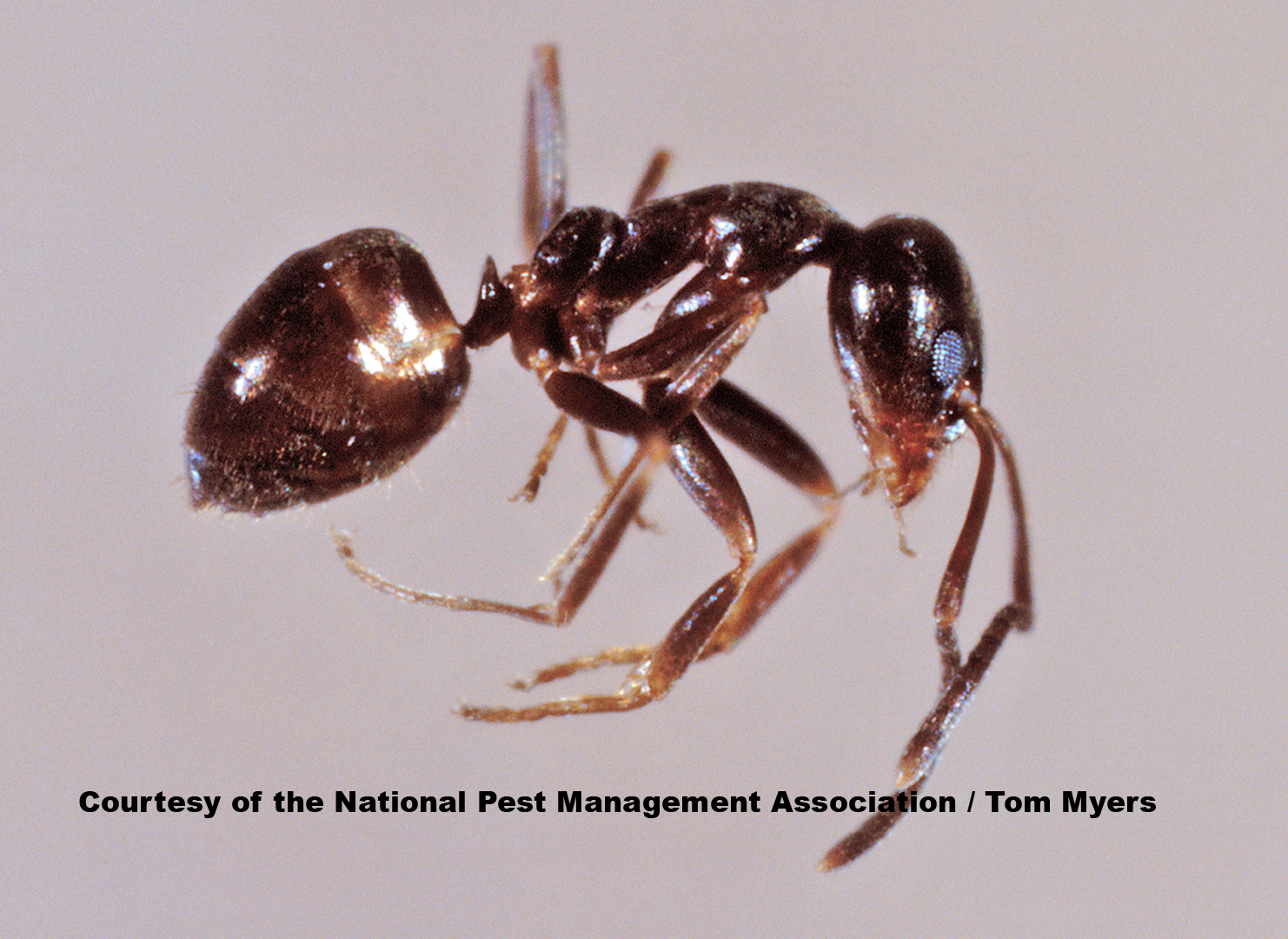 Carpenter Ant Identification Chart