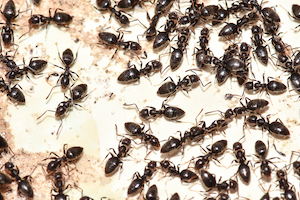 Ant Control 101: Identify Types of Ants In Houses Ant Control 101: Identify Types of Ants In Houses