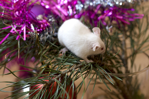 iStock_000004702828_Large 2.jpg