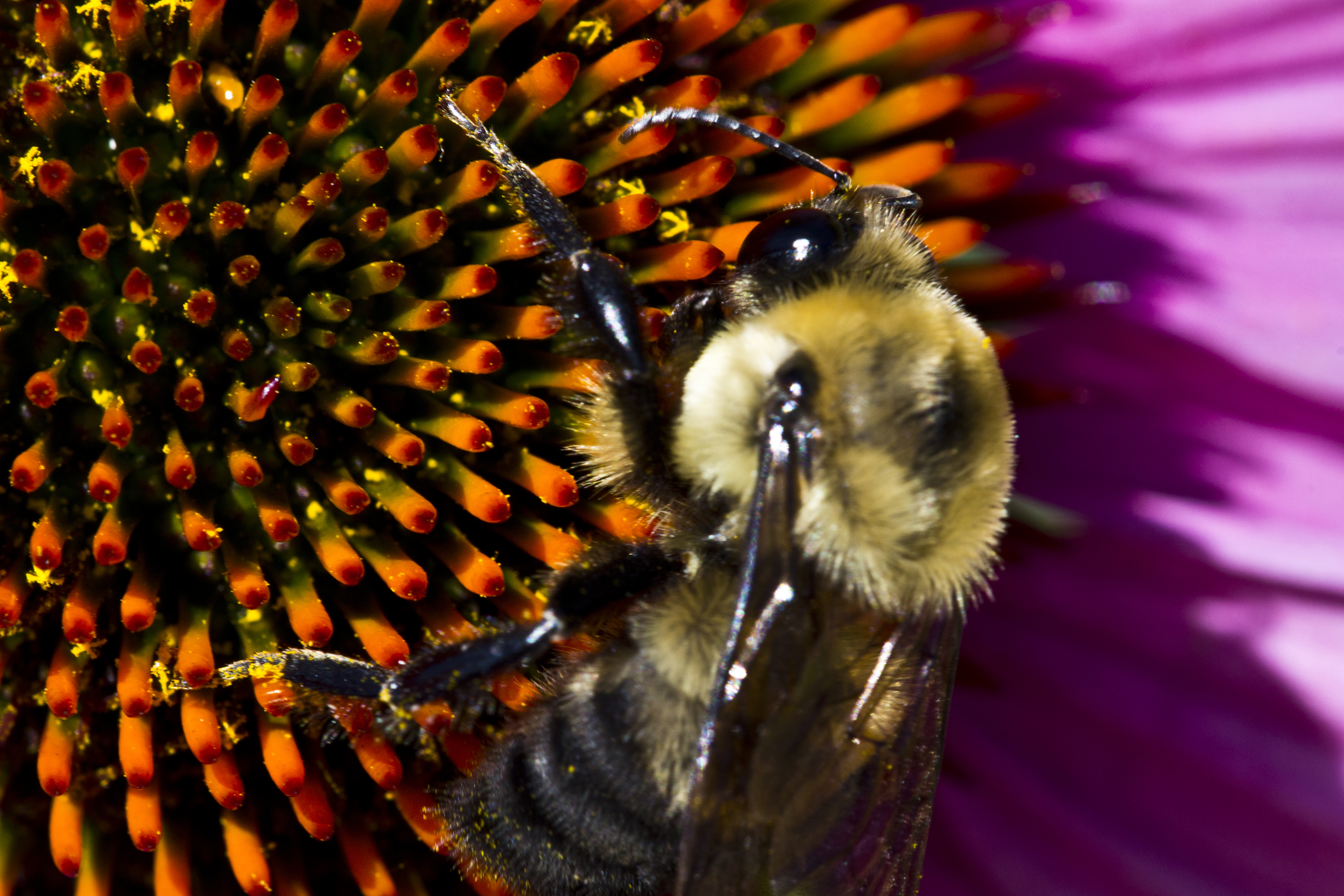 Yellow Jacket Identification Chart