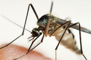 iStock_000005006157Small_feeding mosquito.jpg