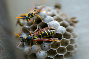 iStock_000005209318Small_start of wasp nest.jpg