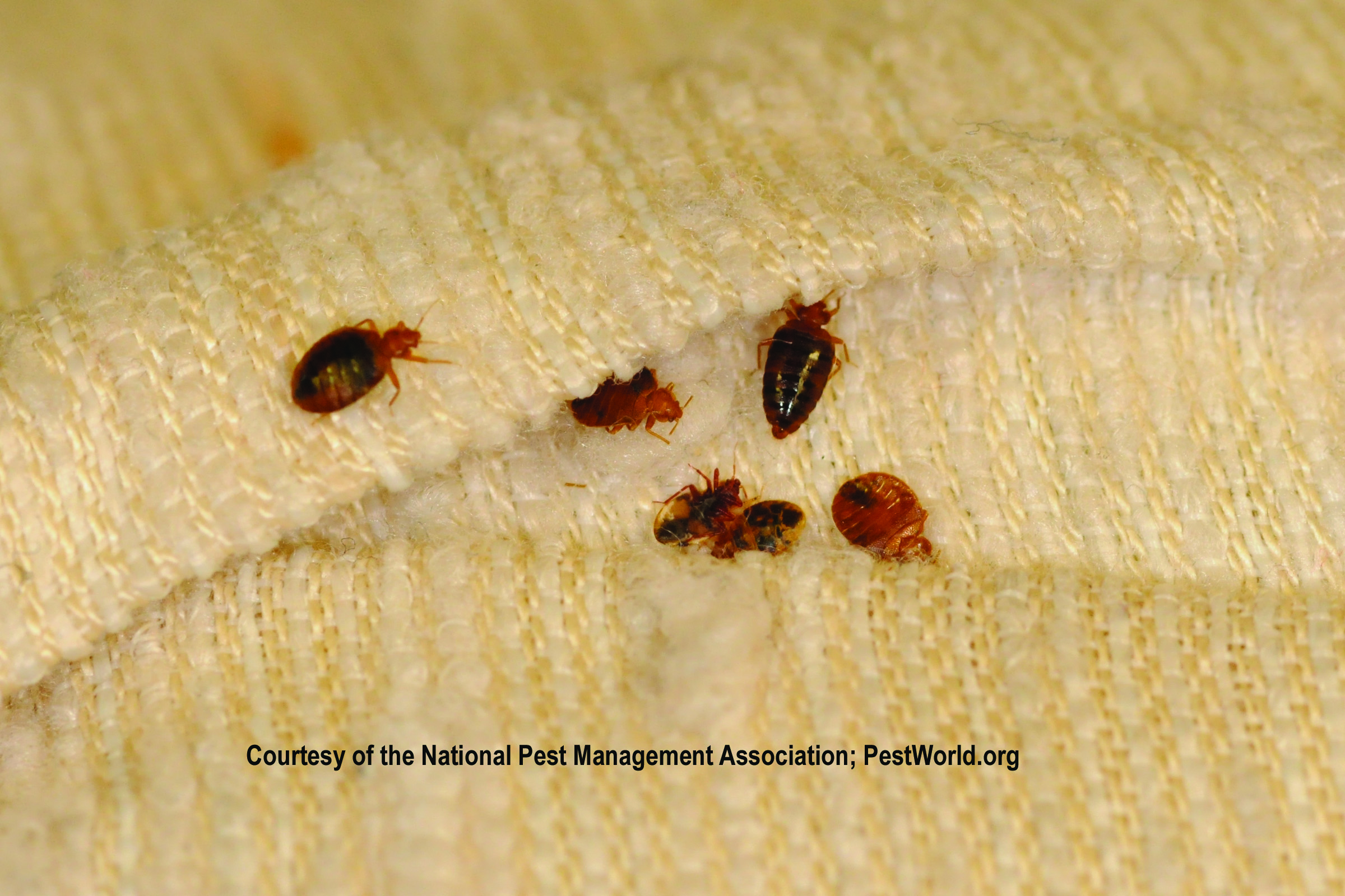 Bed Bugs on Pillow Tagged.jpg