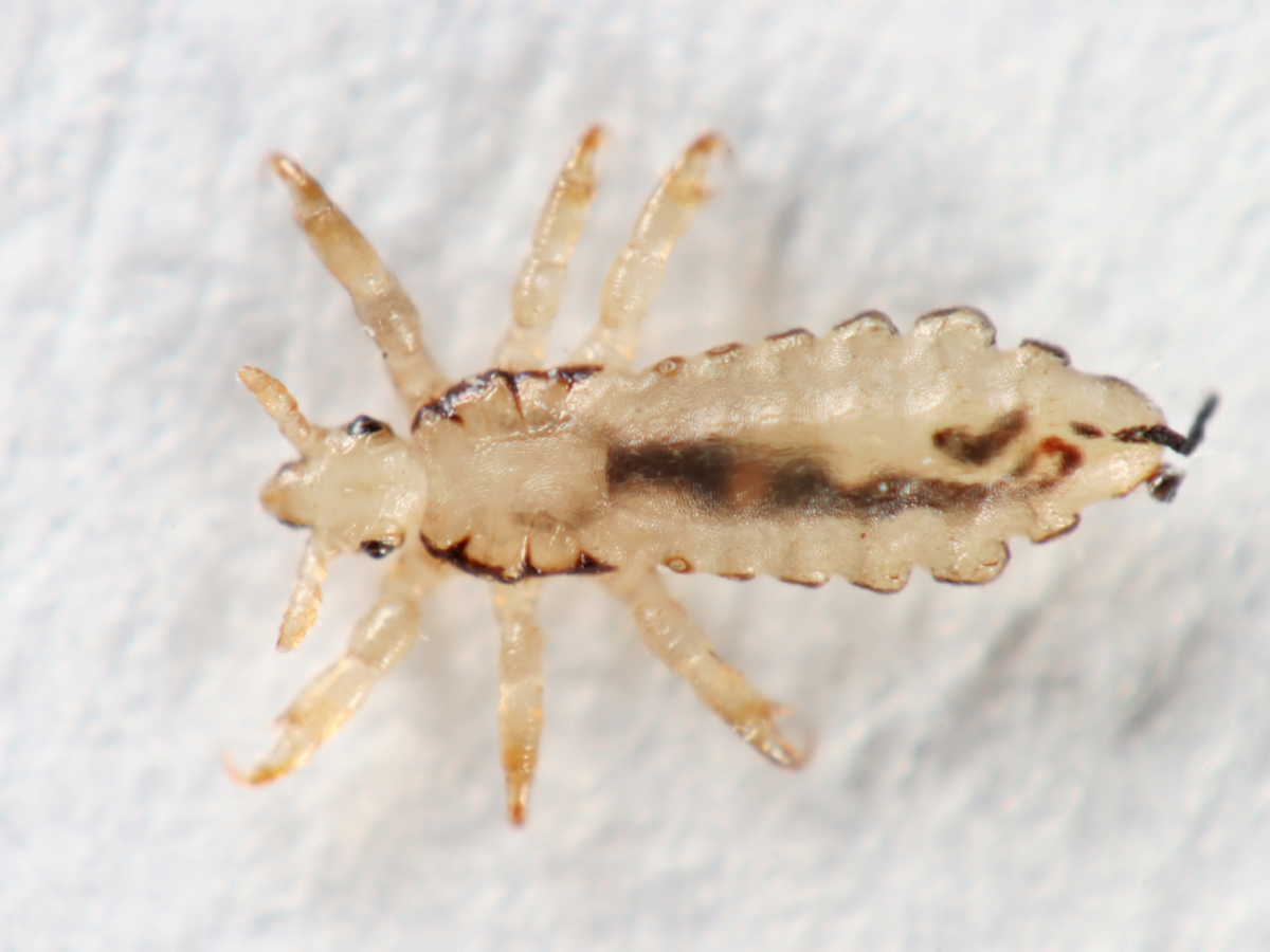 can dog lice go on humans