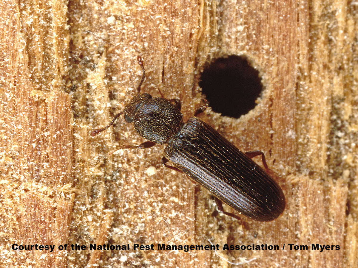 37 Powderpost beetle NPMA.jpg