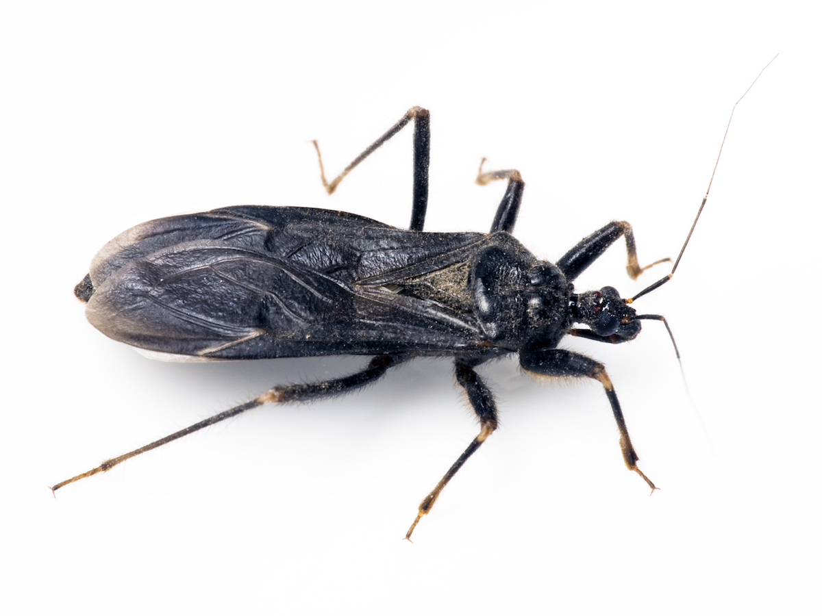 A close-up image of a kissing bug