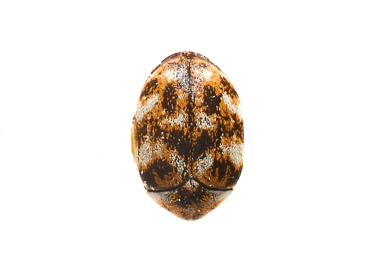 Varied Carpet Beetles: How to Get Rid of Carpet Beetles