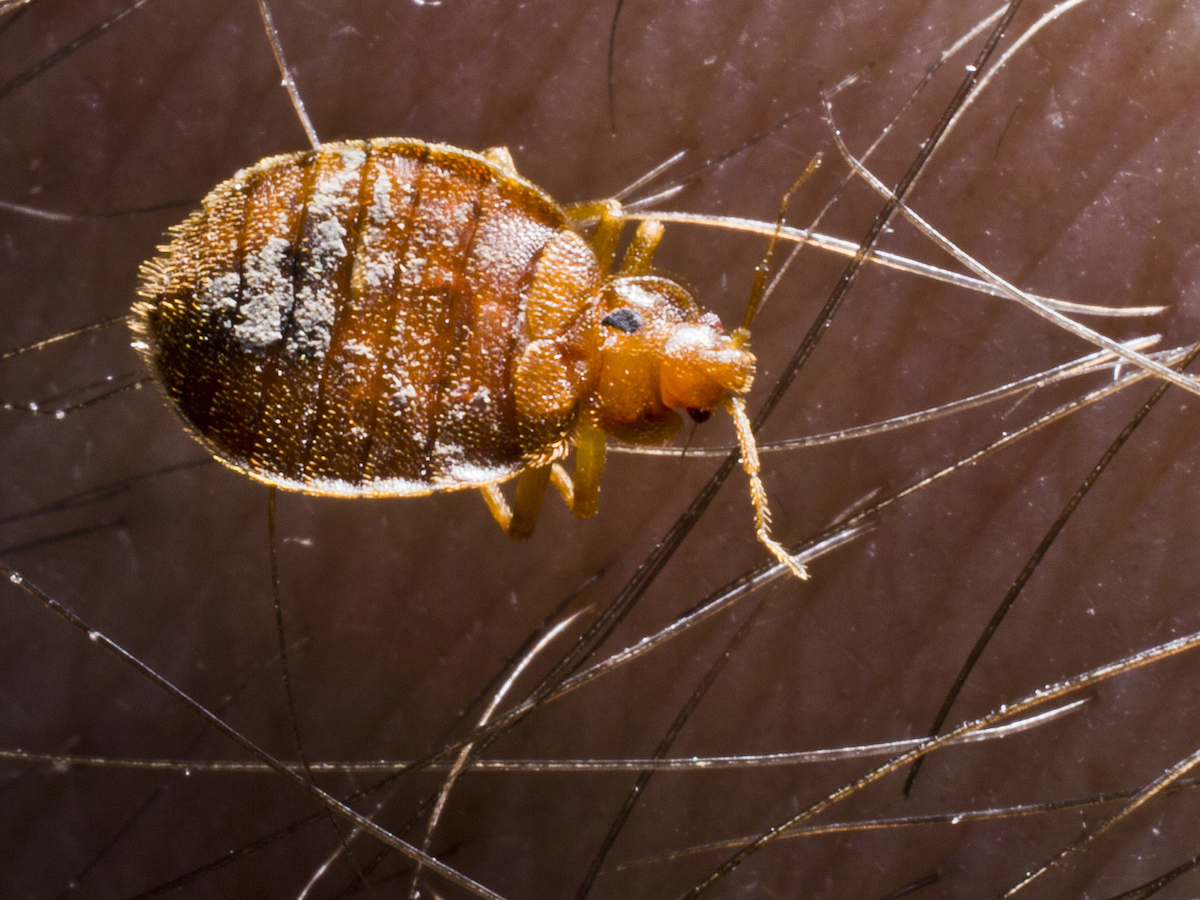 Where Do Bed Bugs Come From? Learn Tips for Identifying Bed Bugs