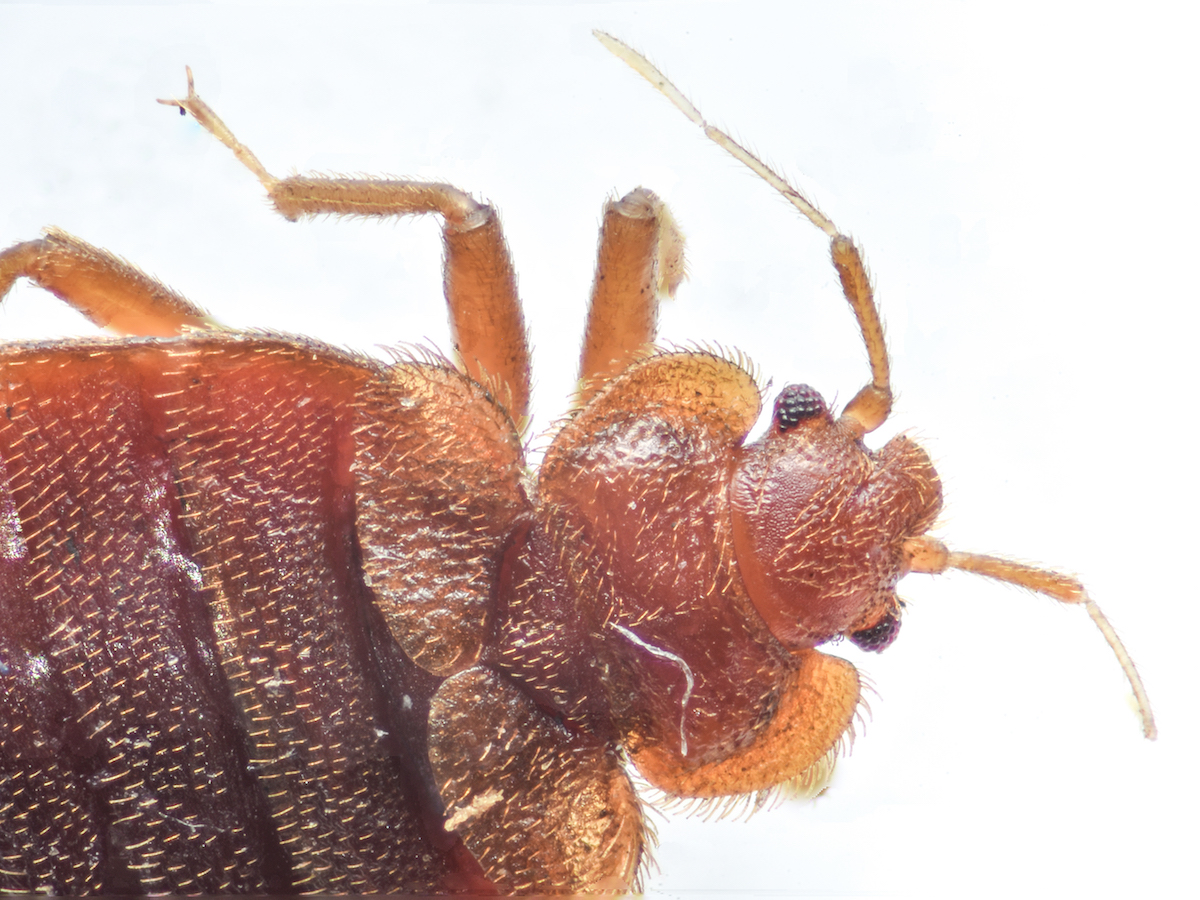 Where Do Bed Bugs Come From Identify Bed Bugs Bites