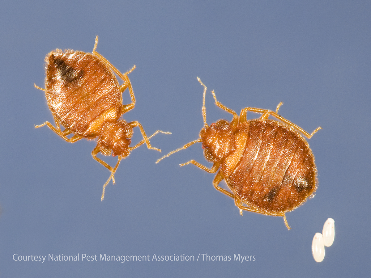 can bed bug lay eggs in your hair