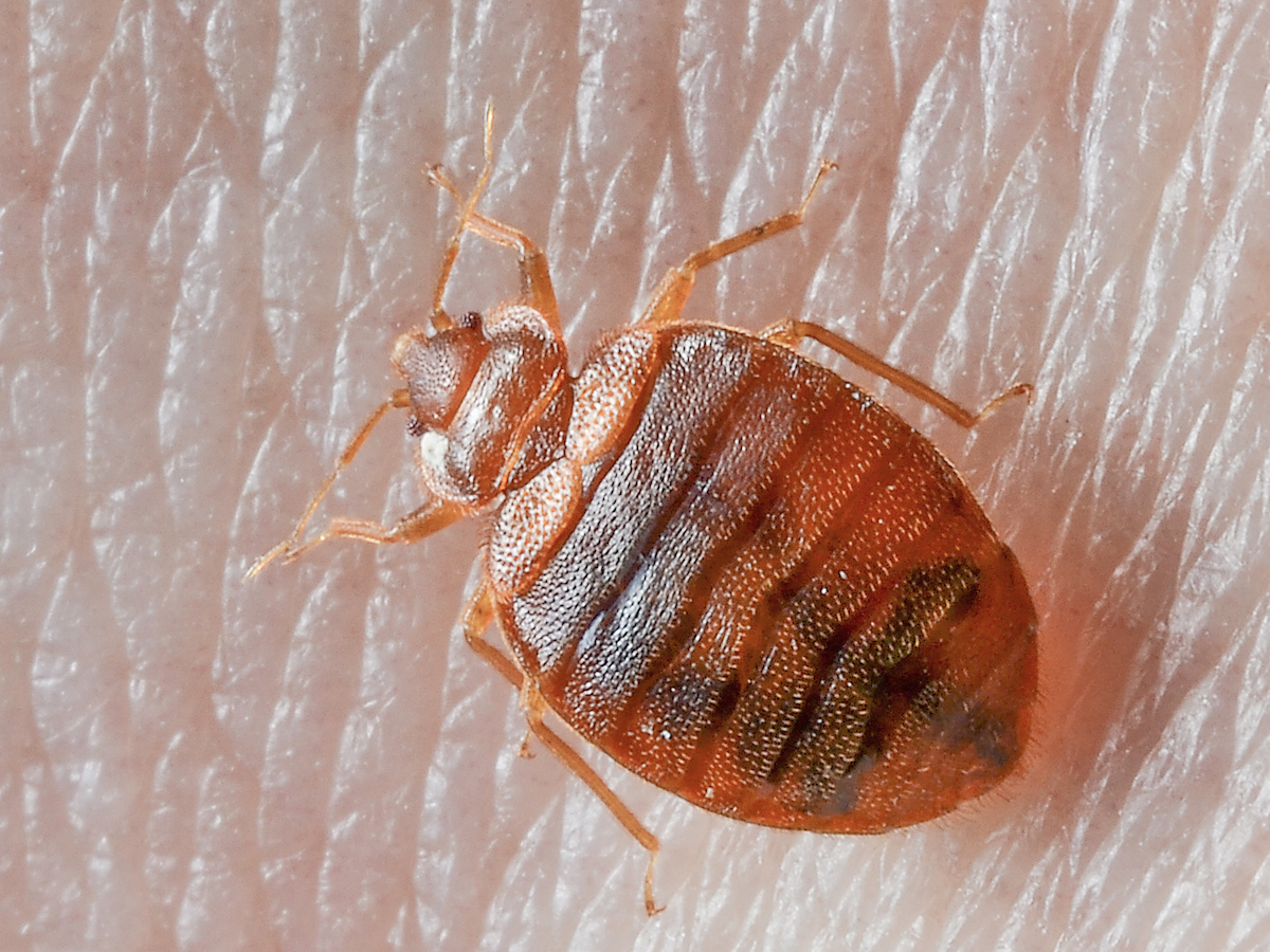 Where Do Bugs Come From? Identify Bed Bugs & Bites