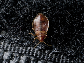 A bed bug crawling on a rug