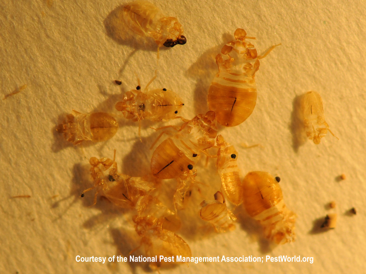 Where Do Bed Bugs Come From Identify Bed Bugs Info