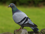 Side view of pigeon