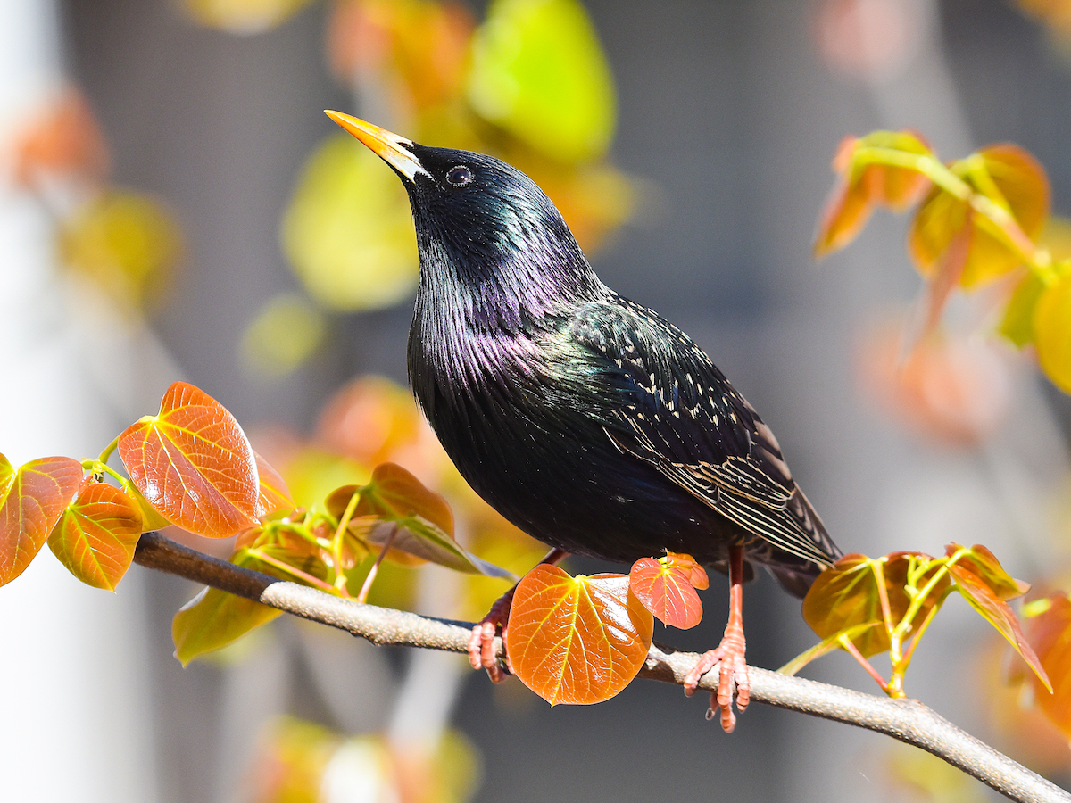 Get Rid of European Starlings: Common Starlings Control