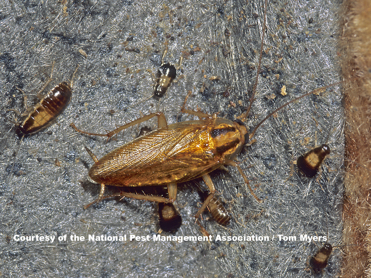 German Cockroaches: Photos & Control Information