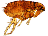 Close-up of a flea