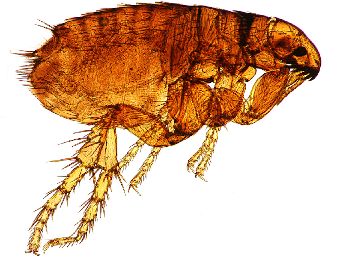 What Are Dog Fleas? Flea Bites on Dogs Control & Info