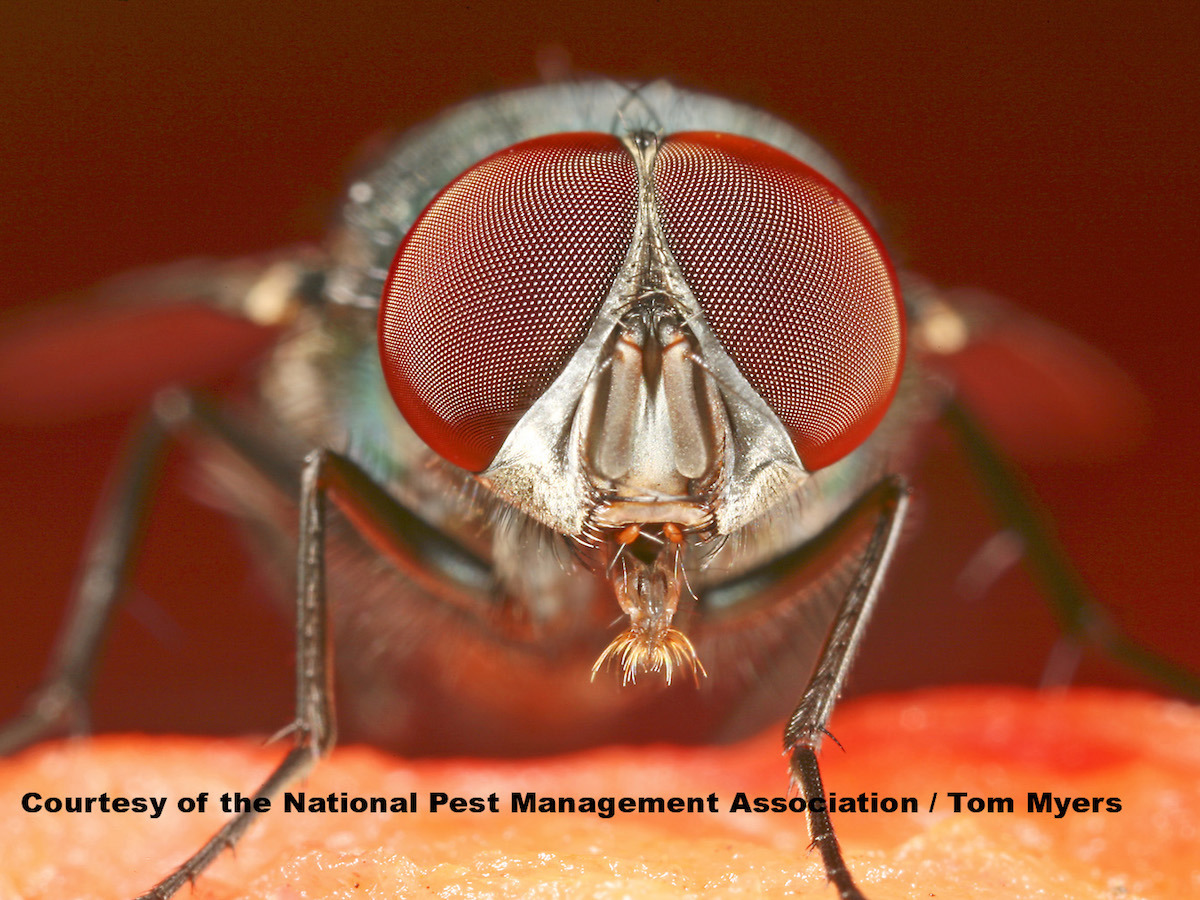 Get Rid of House Flies: House Fly Control Information