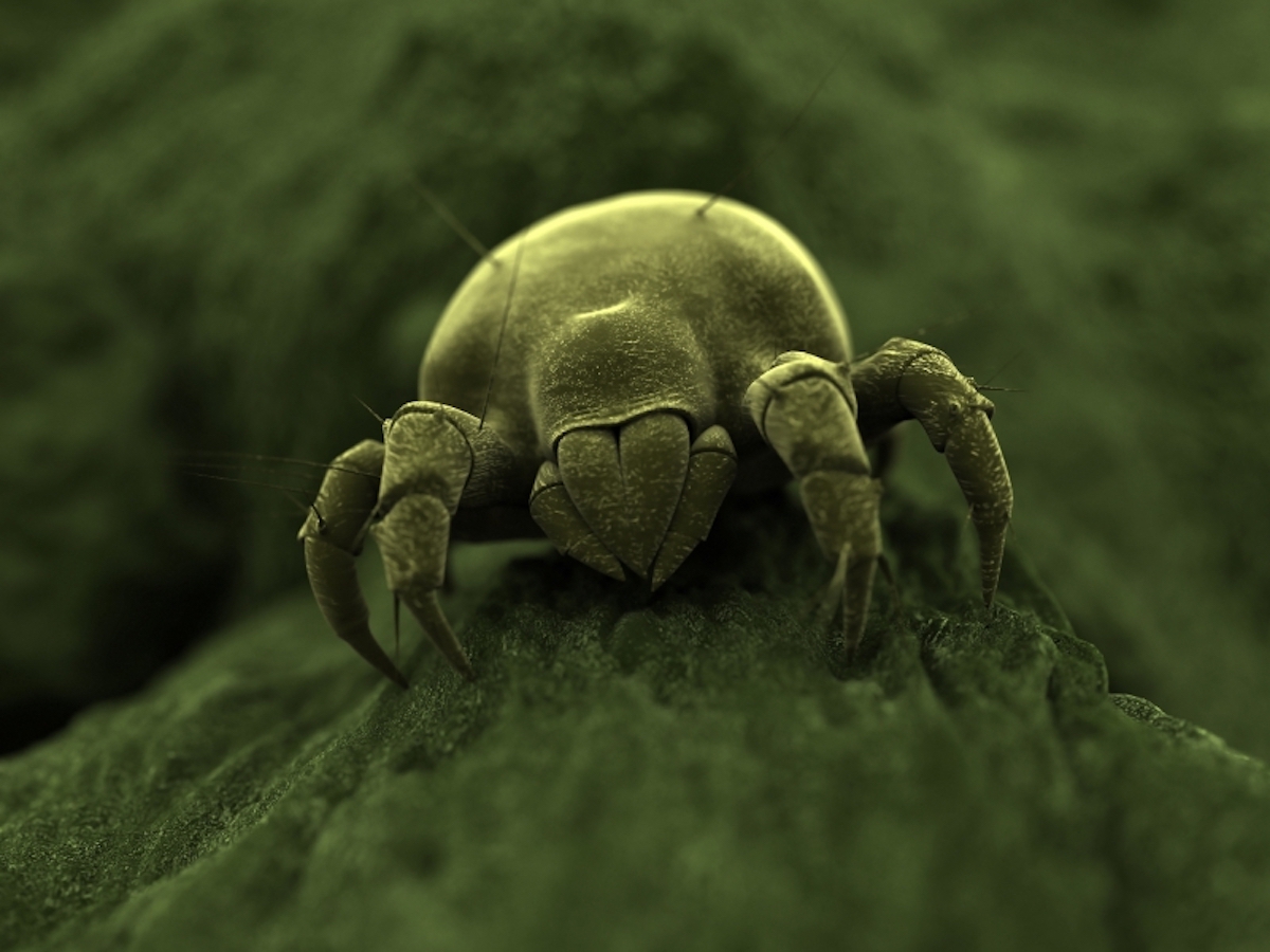 House Dust Mite Pest Control Management & Information