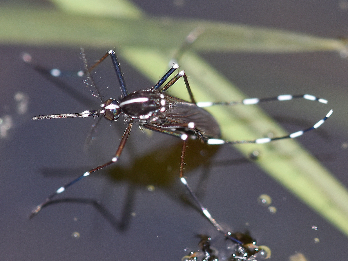 Asian Tiger Mosquitoes Facts And Info Tiger Mosquito Bites 