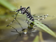 Asian tiger mosquito (Aedes albopictus)