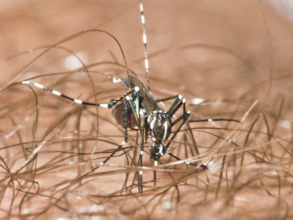 Asian Tiger Mosquitoes Facts & Info: Tiger Mosquito Bites