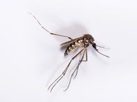 Close-up of mosquitoes