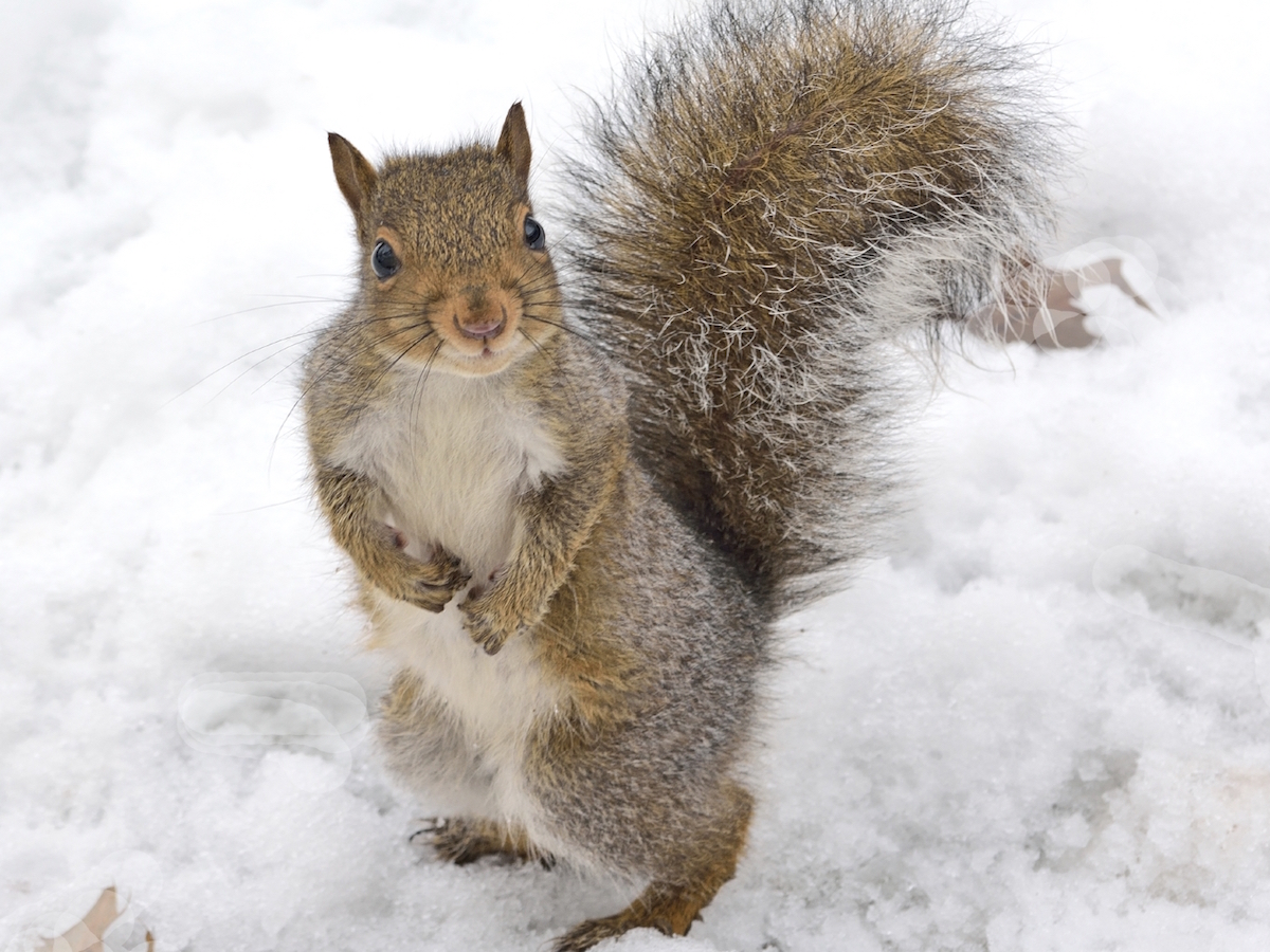 iStock_000053340376_Medium 2.jpg