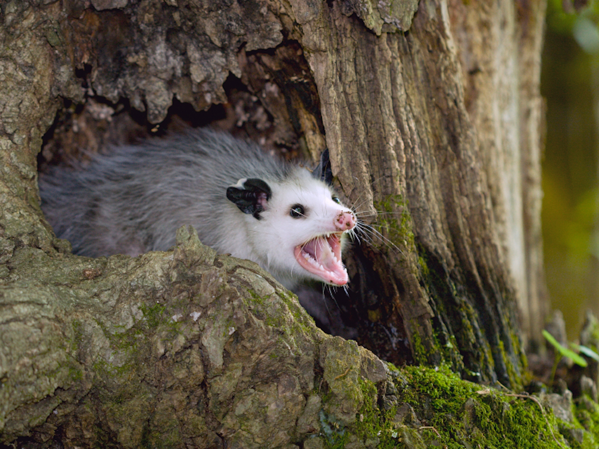 Possum tree Humane Possum