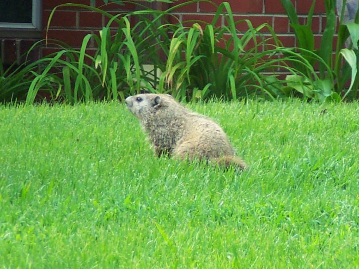 How To Get Rid Of Groundhogs Woodchuck Facts