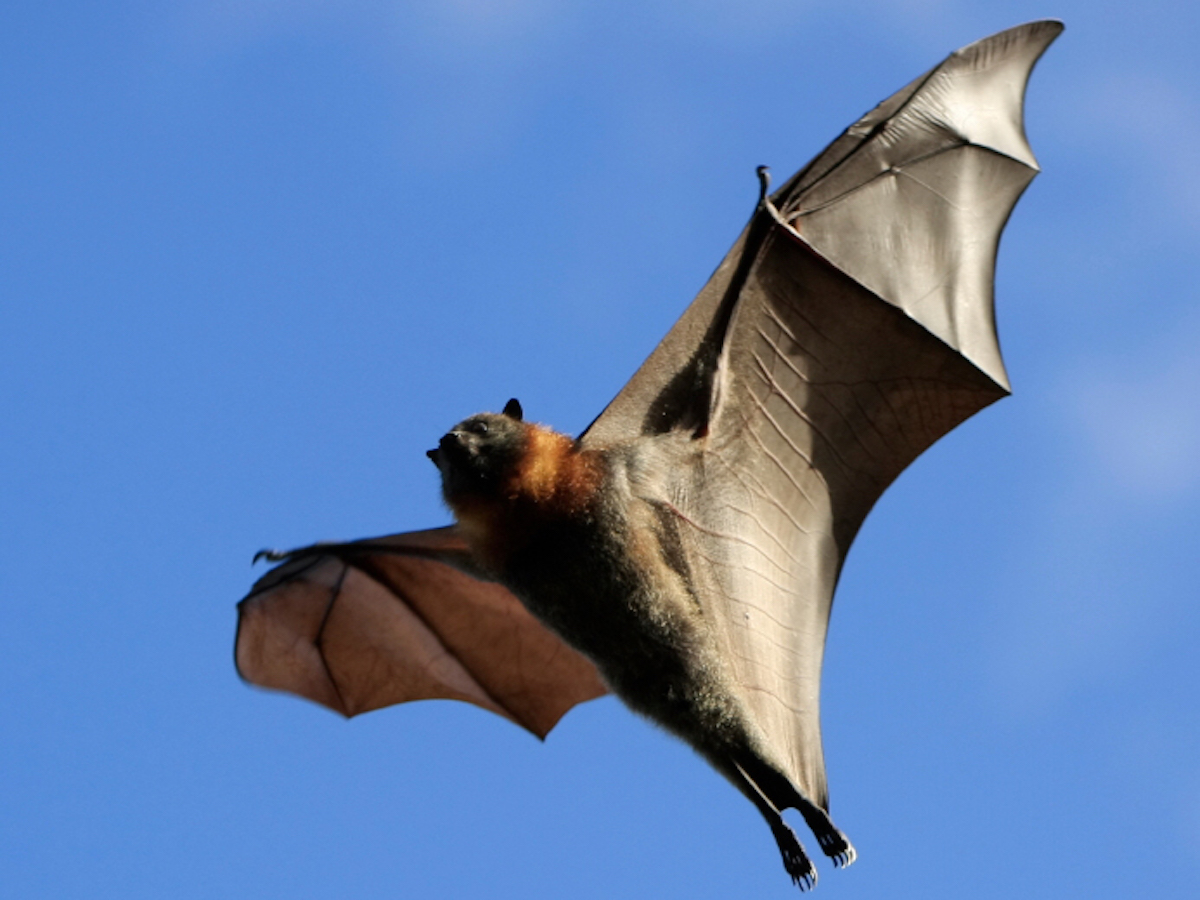 Picture Of Bats 8