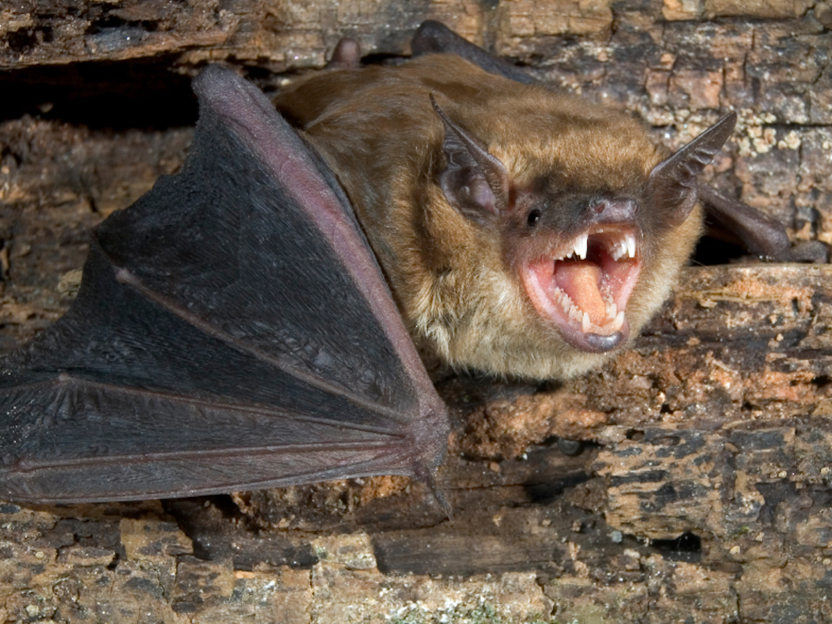 Bat Removal, Bats in Attic, Damage Repair, Springfield MA